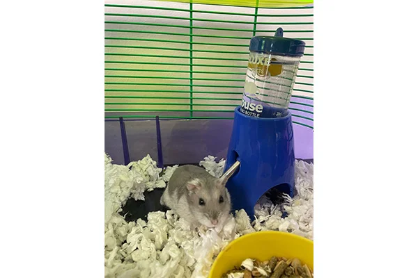 Hammy