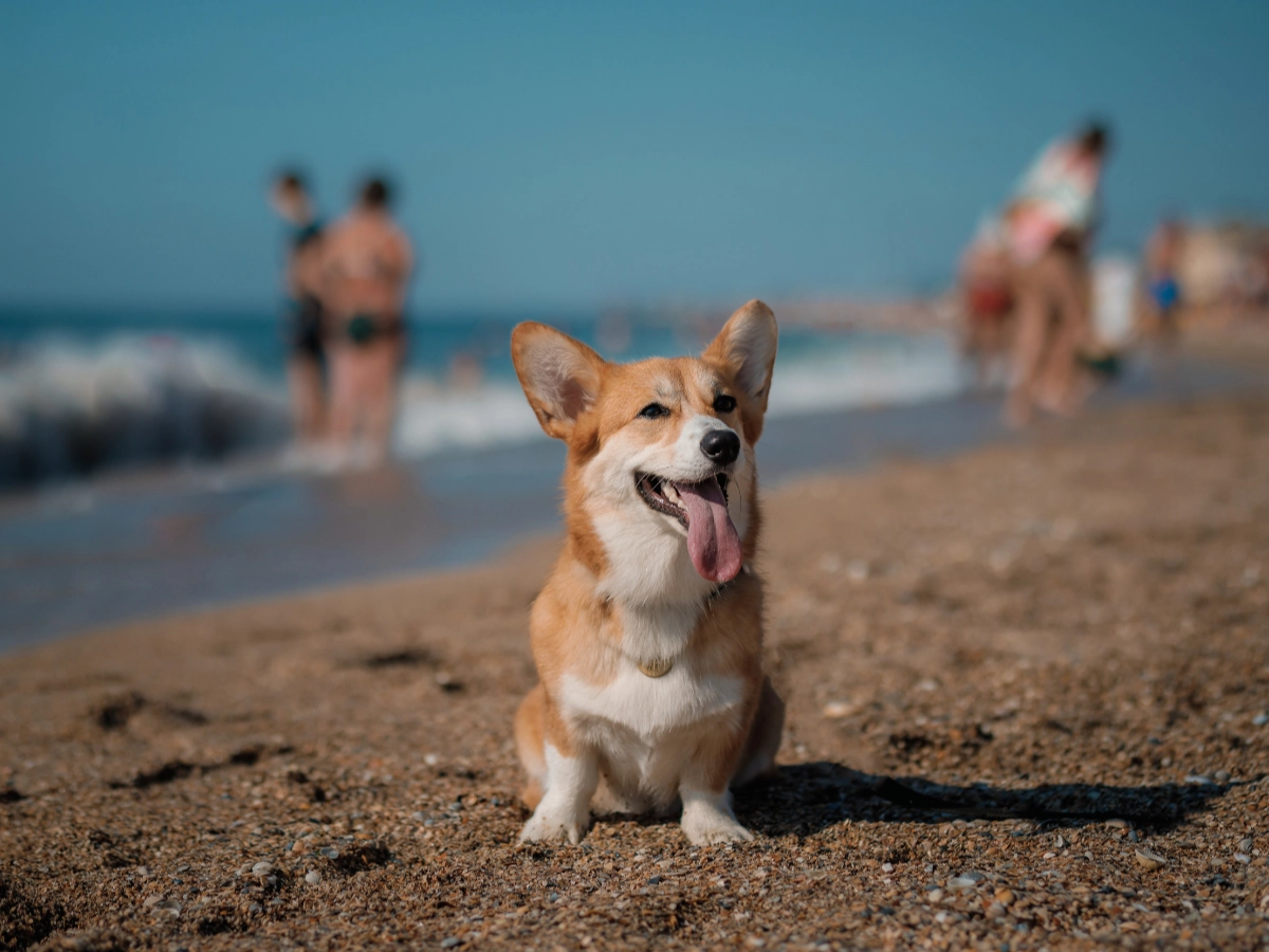 A tan and white corgi sitting on a sandy beach, looking toward the camera with its tongue out, while people and dogs stand blurred in the background near the shoreline.