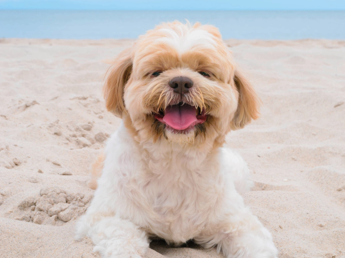 Small fluffy light-colored dog with a scruffy face sitting on sandy beach, tongue out and looking at the camera, with soft dunes and blue sky in the background.