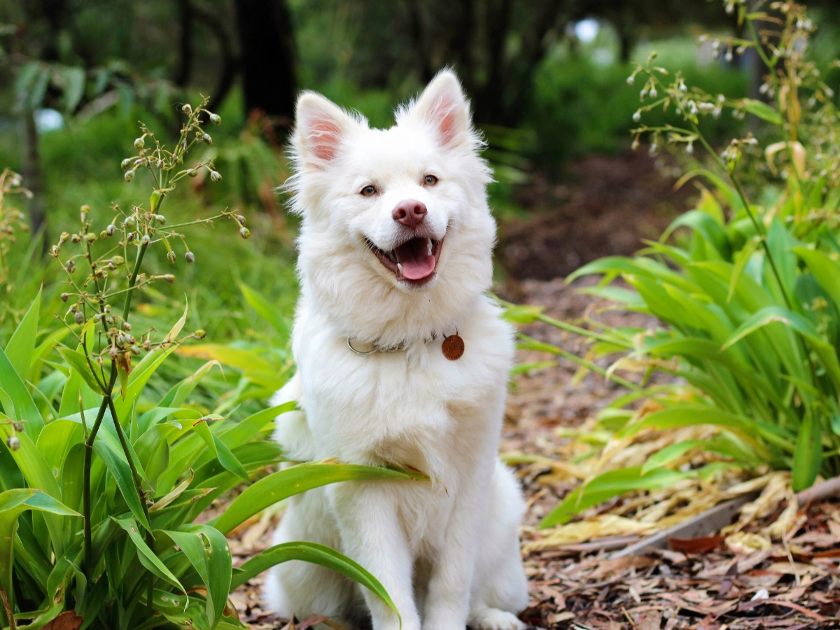 White dog sitting on a garden path amid green plants and tall grass, mouth open and tongue out, wearing a small brown collar tag.