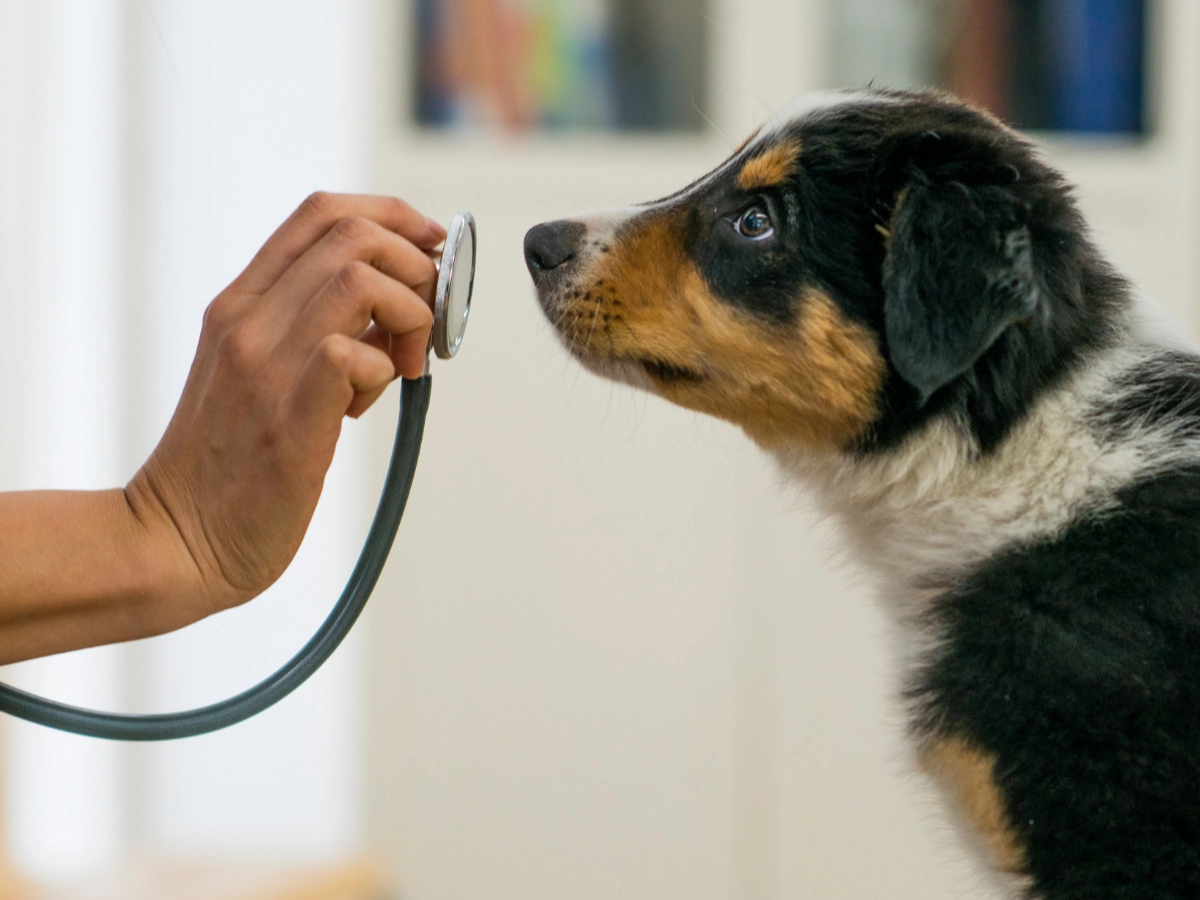 A person gently touches a stethoscope to a black-and-tan dog’s chest, with the dog looking attentively to the side in a bright indoor room.