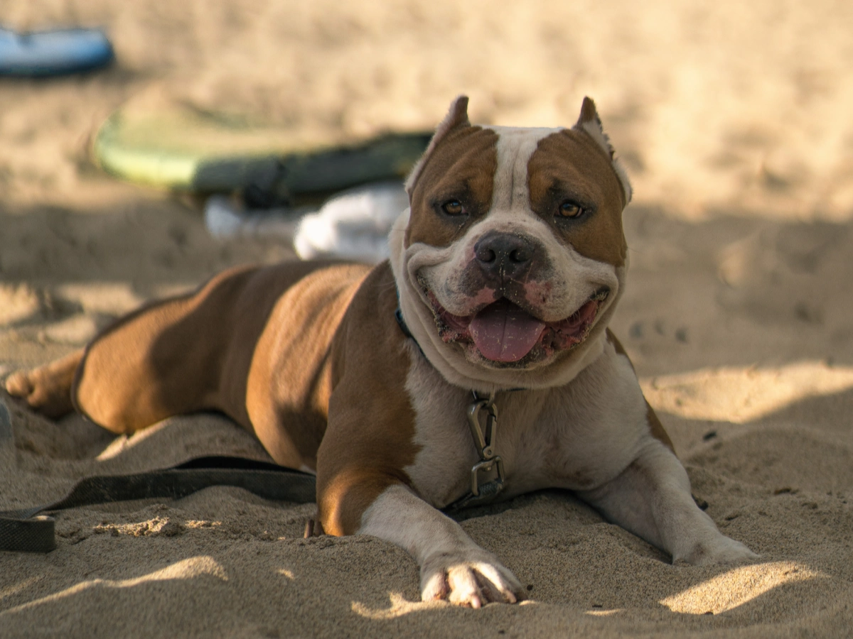 Brown-and-white dog lying on sandy ground in bright sunlight, facing the camera with eyes partly closed; a leash collar and a background of beach sand and a blurred object behind it.