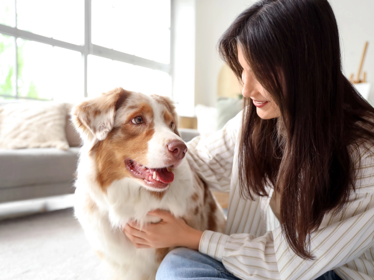 A person in a striped shirt sits on a bright living-room couch, gently holding and smiling at a friendly brown-and-white dog.
