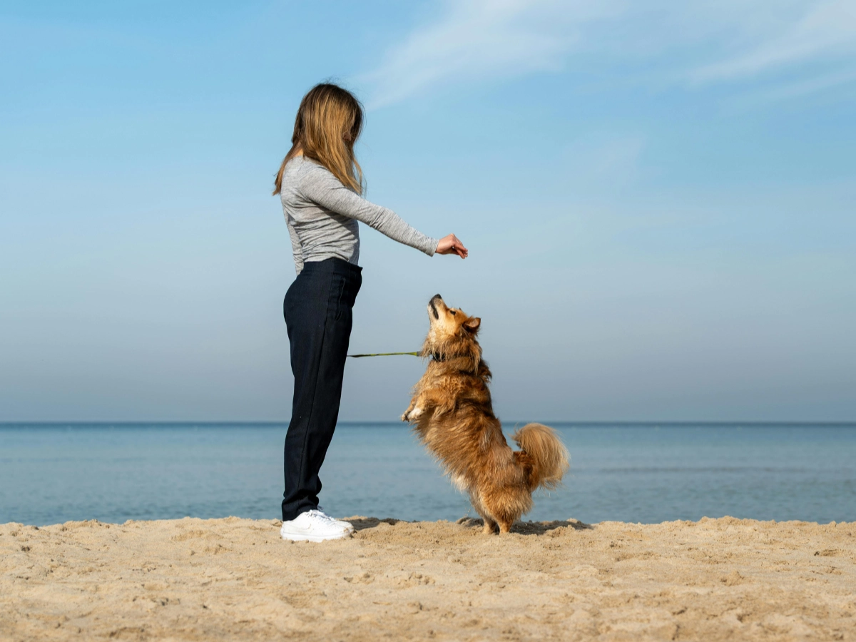 A person in a gray jacket walks along a sandy beach at the seaside, holding a leash and guiding a medium-sized dog standing and looking up.